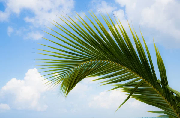 Hermosa rama de palmera en una isla tropical frente al cielo — Foto de Stock