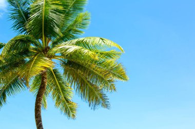 Hindistan cevizi palmiye ağacı üzerinde mavi gökyüzü