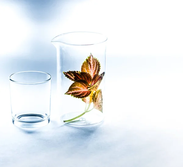Planta medicinal en un vaso médico en el laboratorio . — Foto de Stock