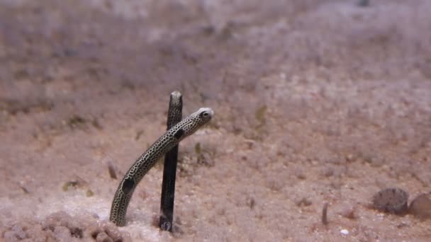 Alimentation en anguilles de jardin tachetées , — Video