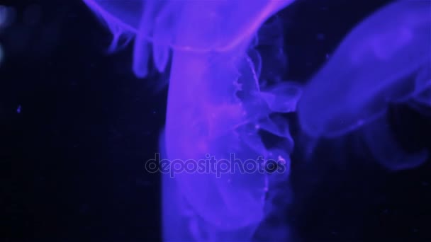Maneter i ett akvarium i ett färgskiftande ljus. — Stockvideo