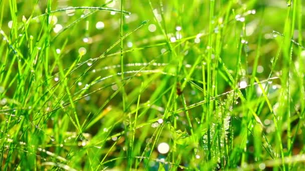 Gras mit Tautropfen bei Sonnenaufgang. — Stockvideo