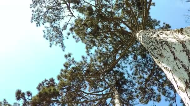 Forêt de conifères. Vue du bas . — Video