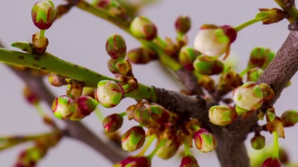 Fiori di ciliegio bianco Fiori . — Video Stock