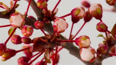 Beyaz kiraz ağacı çiçek.