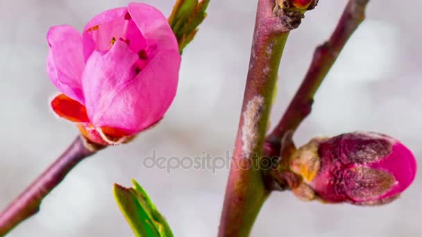 Рожева вишня Квіти Цвіте . — стокове відео