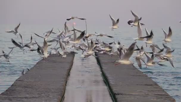 Seagulls sväva bort betong piren — Stockvideo