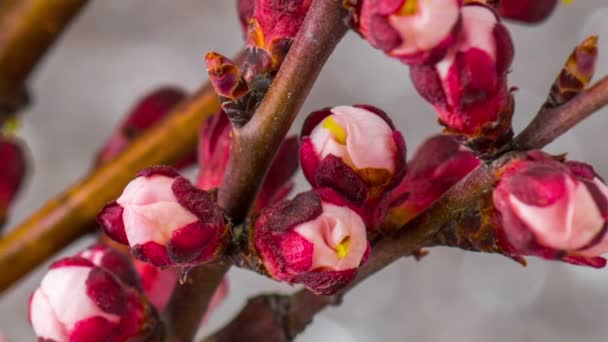 Vit körsbärsträd blommor. — Stockvideo