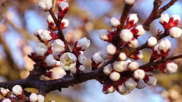 Serata primaverile nel giardino delle ciliegie — Video Stock