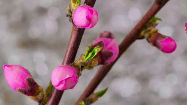 Roze kersenboom bloemen Blossoms. — Stockvideo