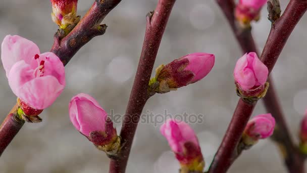 粉红色的樱花树花盛开. — 图库视频影像