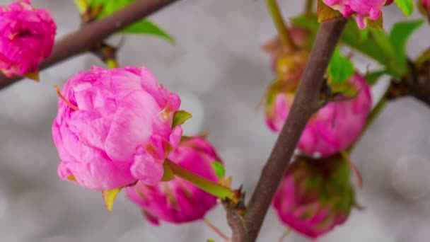 Pink Sakura Tree Flowers. — Stock Video