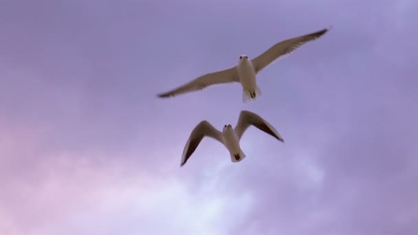 Чайки летят на закате — стоковое видео