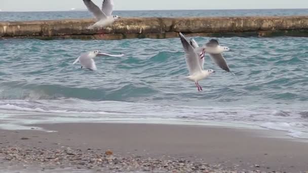 Seagulls latania na zachodzie słońca — Wideo stockowe