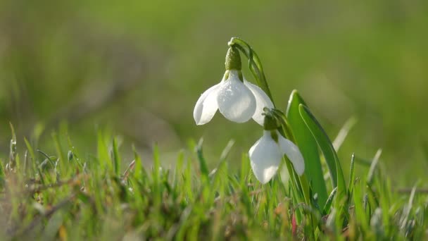 Jeunes gouttes de neige avec des gouttes de rosée balancent dans le vent . — Video