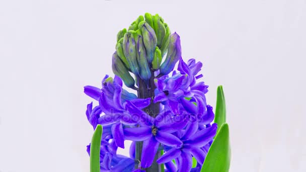 Fleur de jacinthe bleue fleurissant . — Video