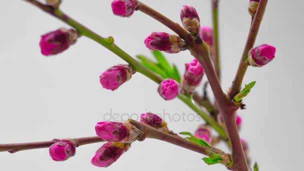 ピンクの桜の花の花. — ストック動画