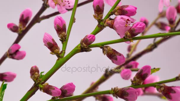 Roze kersenboom bloemen Blossoms. — Stockvideo