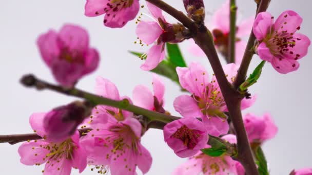 Rosa körsbärsträd blommor blommar. — Stockvideo