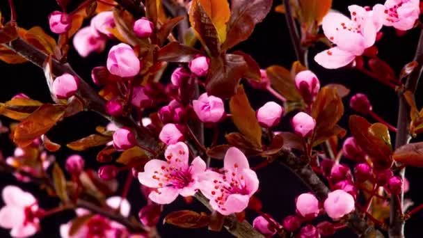 Pink Cherry Tree Flowers Blossoms. — Stock Video