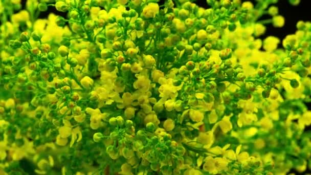 Tavaszi sárga virágok nyílnak a Bush. — Stock videók