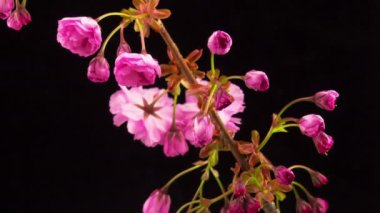 Pembe Sakura ağacı çiçek.