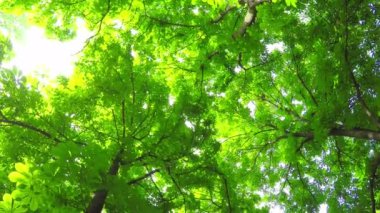 Yaz yaprak döken orman.