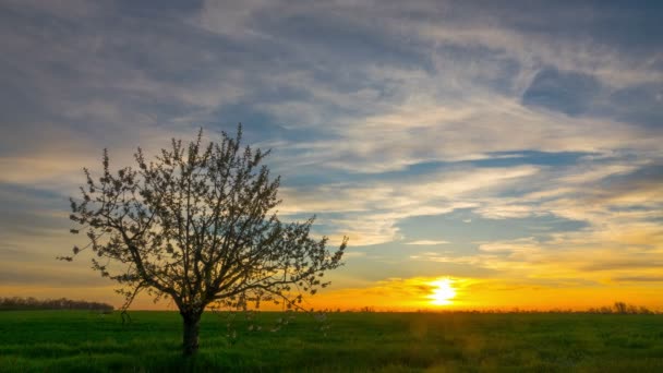 Coucher de soleil sur le champ vert . — Video