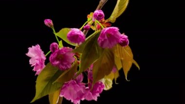 Pembe Sakura ağacı çiçek.