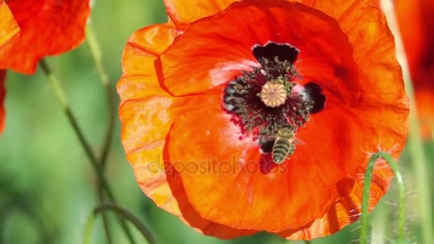 Bee Flying and Pollinating Poppy Flower. — Stock Video
