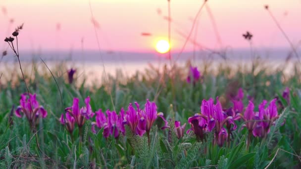 Iris violets sur la prairie . — Video