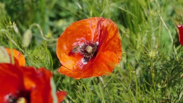 Flor de amapola voladora y polinizadora de abejas . — Vídeos de Stock