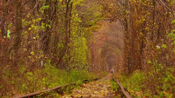 Sonbahar renkli ağaçlar altında terk edilmiş tren. — Stok video