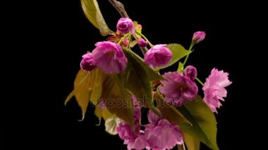 Pembe çiçekler çiçekleri dalları Sakura ağacı üzerinde. Koyu arka plan. Timelapse.