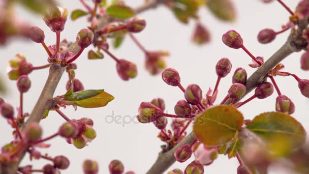 Witte Bloemen Bloeit Takken Kersenboom Timelapse — Stockvideo