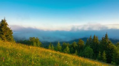 Misty sabah bulutlar arka plan ile ön plan ve sis bir genç Firs ile dağlarda. Timelapse.
