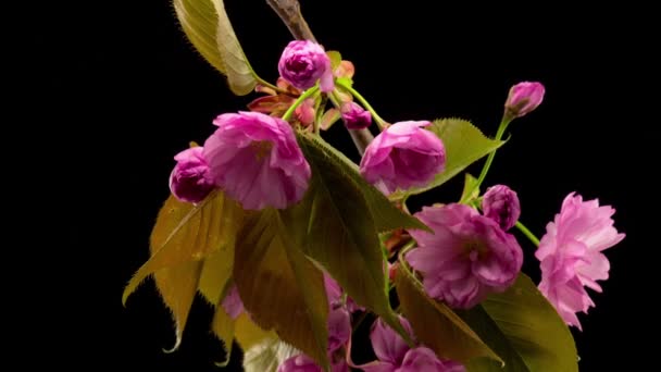 Roze Bloemen Bloeit Takken Sakura Boom Donkere Achtergrond Timelapse — Stockvideo