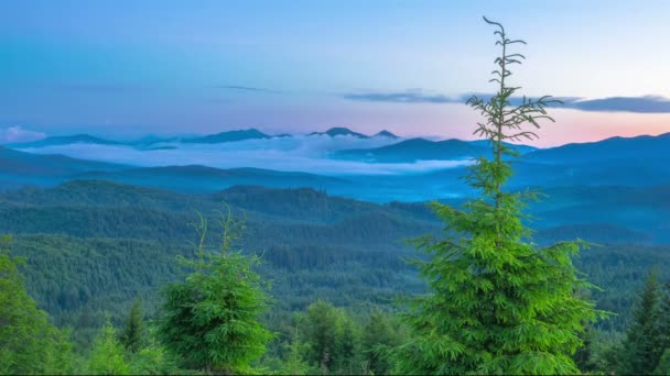 Misty Morning Mountains Young Firs Foreground Fog Clouds Background Prazo — Vídeo de Stock