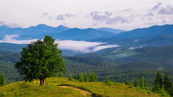 Misty Morning Mountains Lone Tree Dirt Road Foreground Fog Clouds — Vídeo de Stock