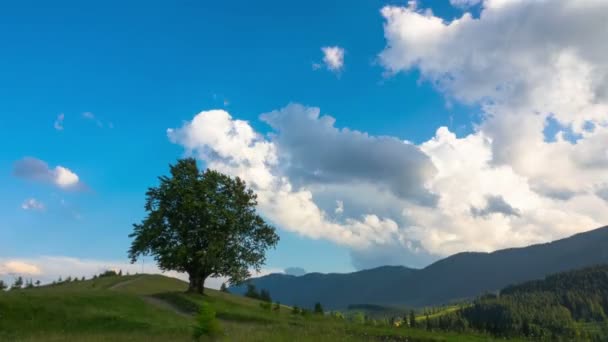 Hornatá Krajina Osamělý Strom Chodící Krávy Pozadí Spuštěných Mraky Timelapse — Stock video