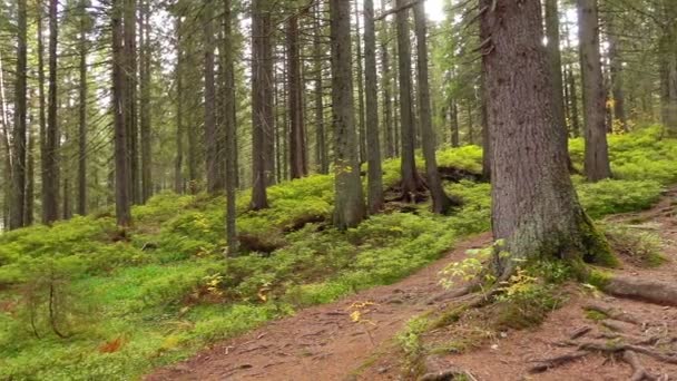 Racines Arbres Dans Une Forêt Pins Magiques Flanc Colline — Video