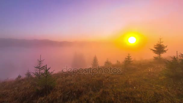 Misty Morning Mountains Young Firs Foreground Fog Clouds Background Prazo — Vídeo de Stock