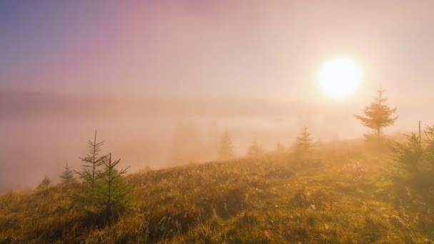 Misty Πρωί Στα Βουνά Ένα Μικρά Έλατα Στο Προσκήνιο Και — Αρχείο Βίντεο