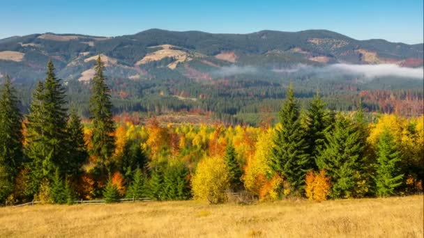 Autumn. Misty Morning in the Mountains with a Young Firs in the Foreground and Fog in the Background. Timelapse. — Stock Footage Autumn Misty Morning Mountains Young Firs Foreground Fog Background Timelapse Video Clip