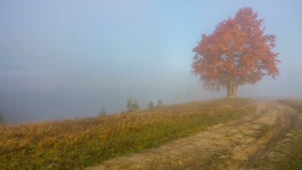 Autumn. Misty Morning in the Mountains with a Lone Tree and Dirt Road in the Foreground and Fog with Clouds in the Background. Timelapse. — Stock Footage Autumn Misty Morning Mountains Lone Tree Dirt Road Foreground Fog Royalty Free Stock Footage