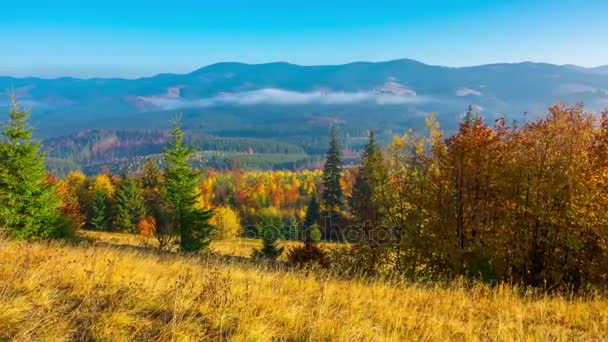 Otoño Misty Morning Mountains Young Firs Foreground Fog Background Inglés — Vídeo de stock