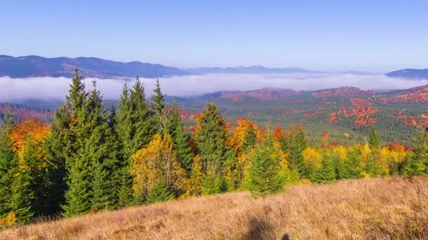 Autumn Misty Morning Mountains Young Firs Foreground Fog Background Timelapse — Stock Video