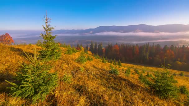 Otoño Misty Morning Mountains Young Firs Foreground Fog Background Inglés — Vídeos de Stock