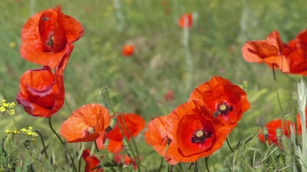 Bee Flying Pollinating Poppy Flower Sunny Day Slow Motion — Stock Video