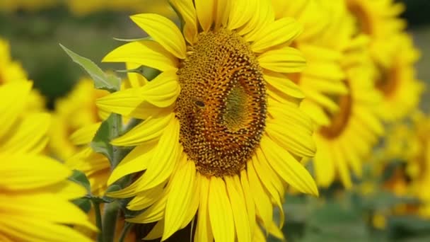 Bee Flying and Pollinating Sunflower at Sunny Day. Mouvement lent . 